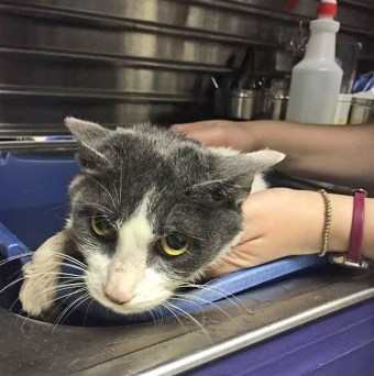 CM Levin with Cat at BARC 02