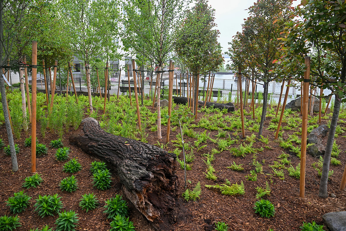 nbk-mini-forest-n-4th-st-bk-